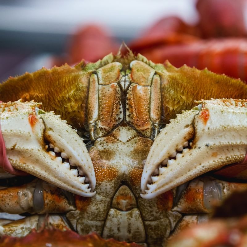 Crab