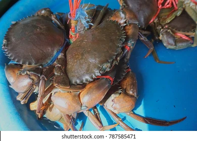 Fresh Crab (Big Size)